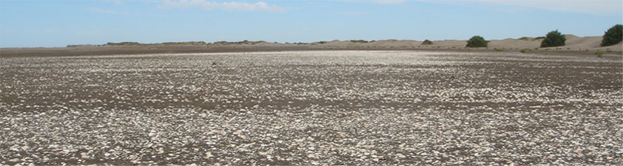 Caracoles en la playa